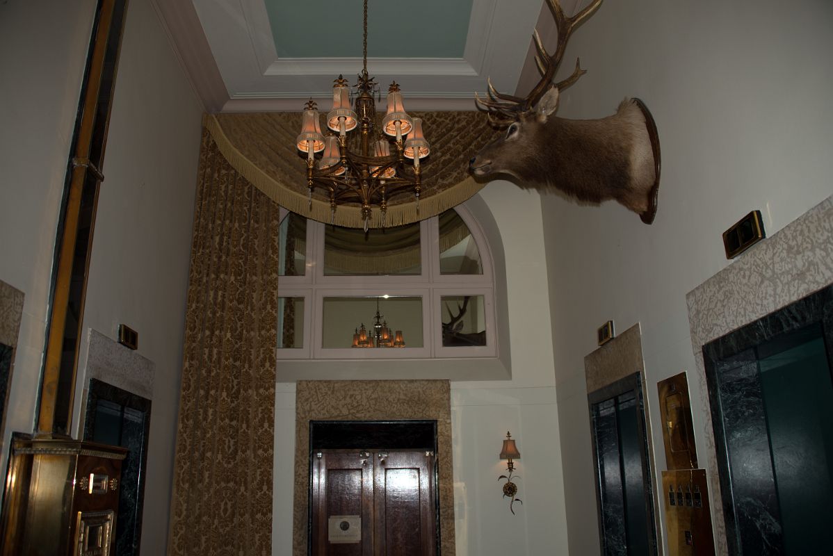 12 Elk Head Above The Elevators At Chateau Lake Louise